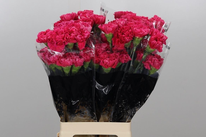 <h4>Di St Bizet</h4>