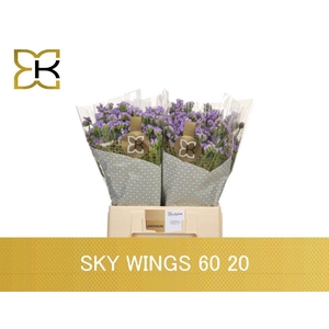 LIM S SKY WINGS
