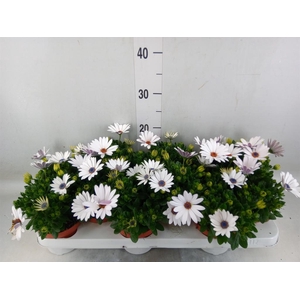 Osteospermum  'Passion White'