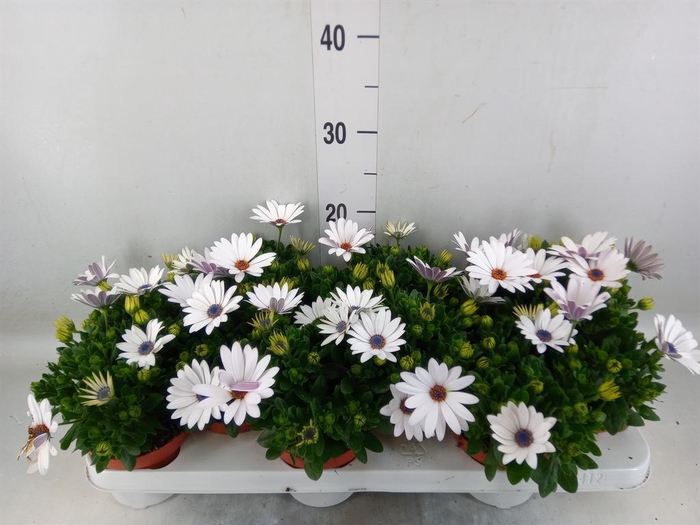 <h4>Osteospermum 'Passion White'</h4>