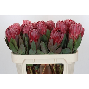 Protea Sharon
