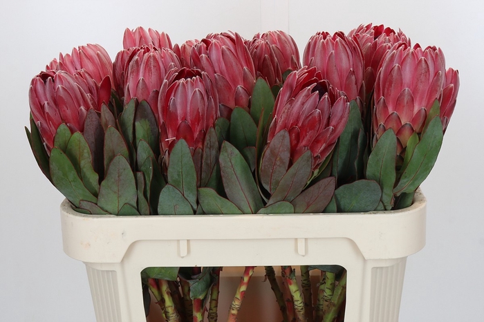 <h4>Protea Sharon</h4>