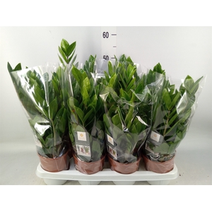 Zamioculcas zamiifolia