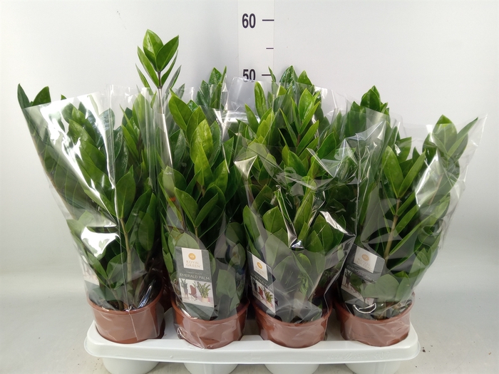 <h4>Zamioculcas zamiifolia</h4>