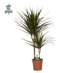 Dracaena Marginata p17, 30+10