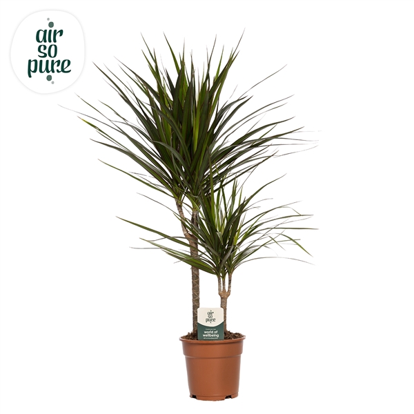 <h4>Dracaena Marginata p17, 30+10</h4>