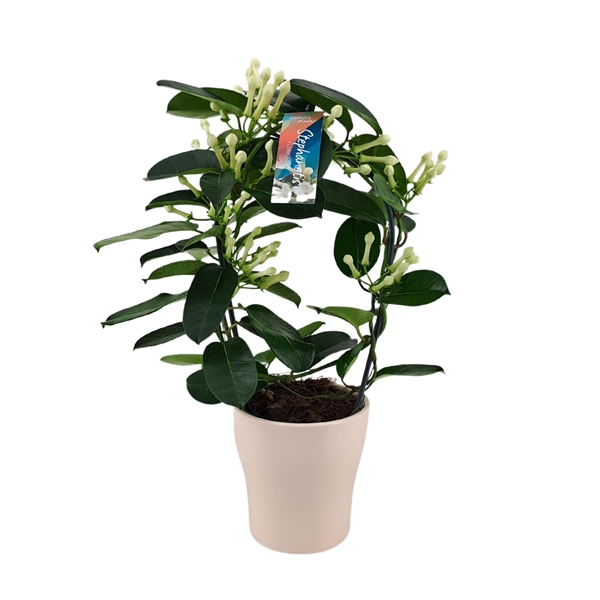 <h4>Stephanotis 7-8 tros boog keramiek Anna wit p13</h4>