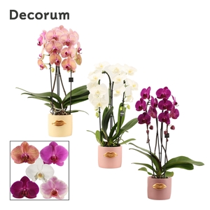 Phalaenopsis cascade 2 tak mix in Lovely (Luxury World-collectio
