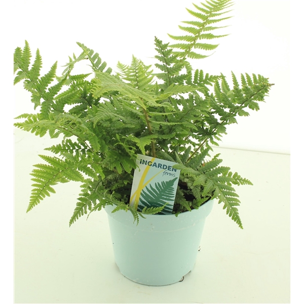 <h4>Dryopteris affinis</h4>