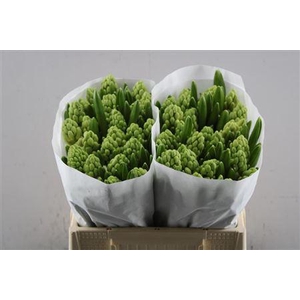 Hyac Pallas Extra Wit