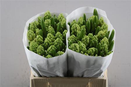 <h4>Hyac Pallas Extra Wit</h4>