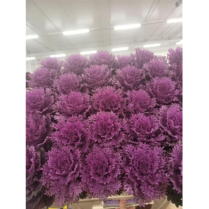 Brassica Crane Queen