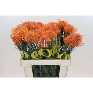 Nutans Ayoba Mandarin Zest