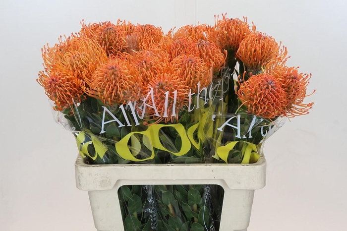 Nutans Ayoba Mandarin Zest