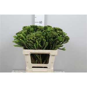 Kaaps Brunia Albiflora