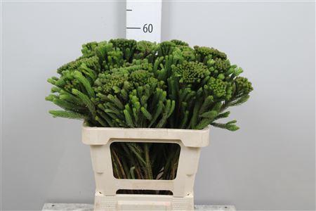 <h4>Kaaps Brunia Albiflora</h4>