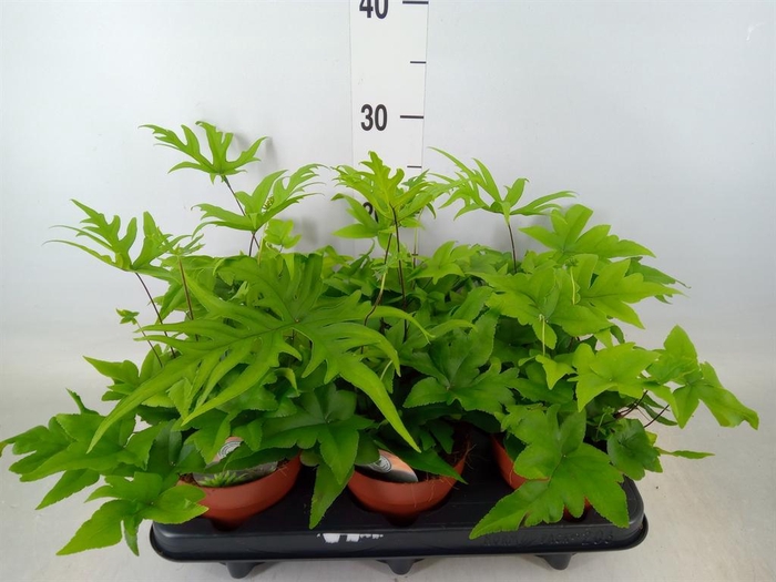 <h4>Doryopteris pedata</h4>