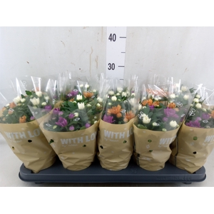 Chrysanthemum  'Da Vinci'  ...mix p
