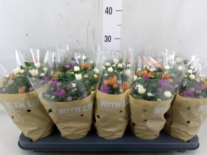 <h4>Chrysanthemum  'Da Vinci'  ...mix p</h4>