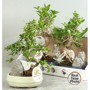 BONSAI GEM