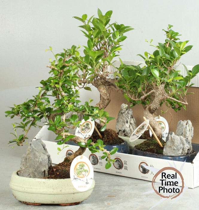 <h4>BONSAI GEM</h4>