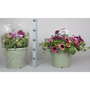 PERKPL GEM IN POT