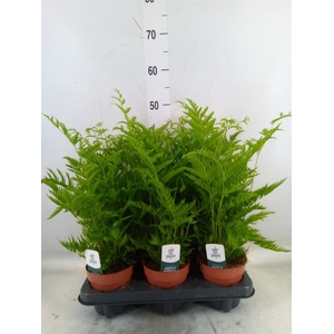 Pteris straminea
