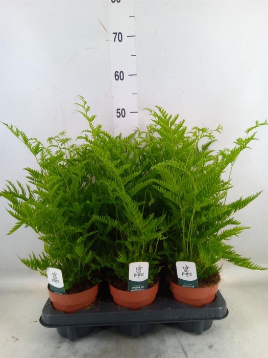 <h4>Pteris straminea</h4>