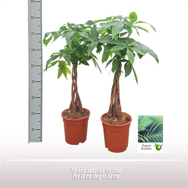 <h4>Pachira aquatica gevlochten</h4>