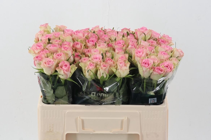 <h4>R Gr Lovely Jewel</h4>