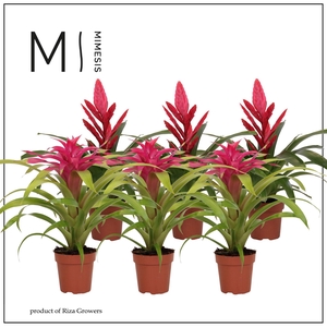 Bromelia   ...mix