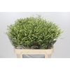 Limonium China Lemon