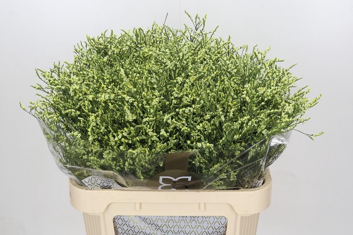 Limonium China Lemon