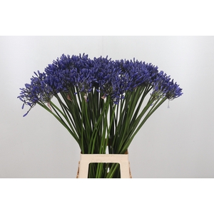 Agapanthus Dr.brouwer