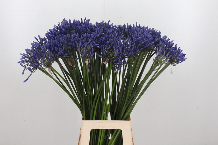 Agapanthus Dr.brouwer