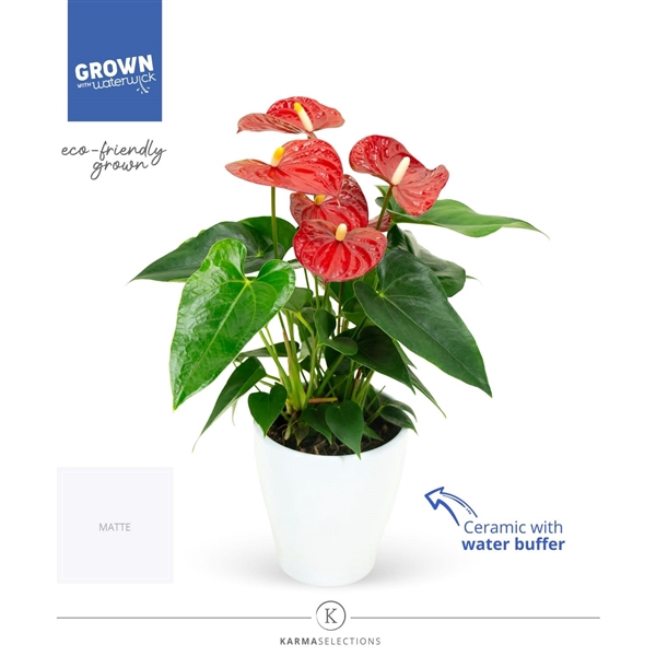 <h4>Anthurium  - KARMA Red | Sierpot + waterreservoir</h4>