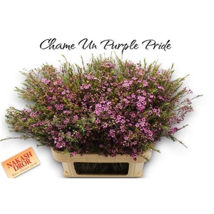 CHAME UN PURPLE PRID
