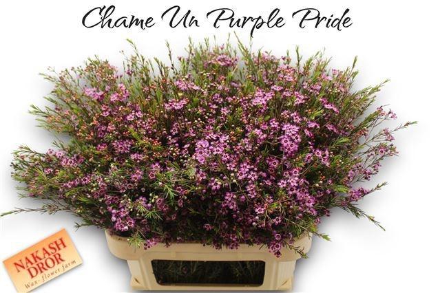 <h4>CHAME UN PURPLE PRID</h4>