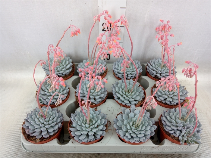 <h4>Echeveria cuspidata</h4>