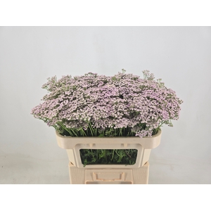 ACHIL M LILAC BEAUTY