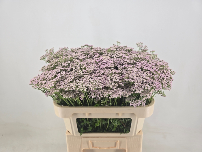 <h4>ACHIL M LILAC BEAUTY</h4>