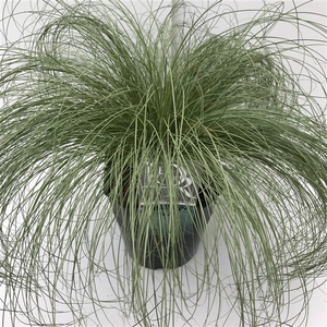 Graminées Carex 'Frosted Curls'