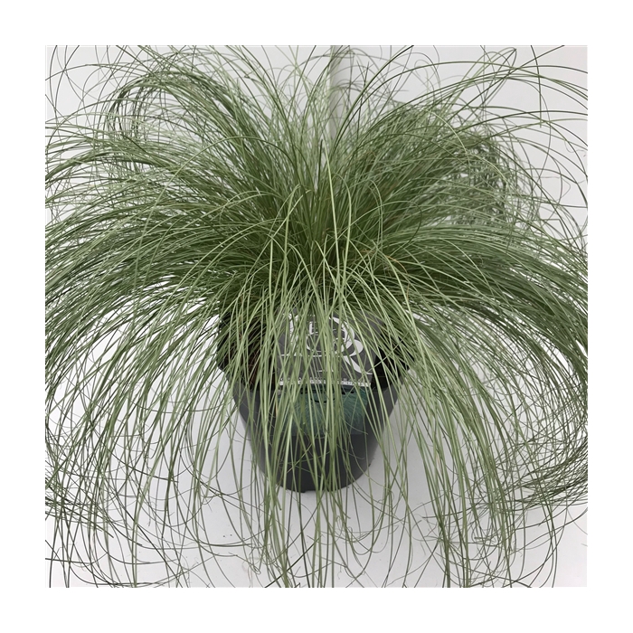 <h4>Carex 'Frosted Curls'</h4>