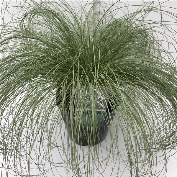 <h4>Carex 'Frosted Curls'</h4>