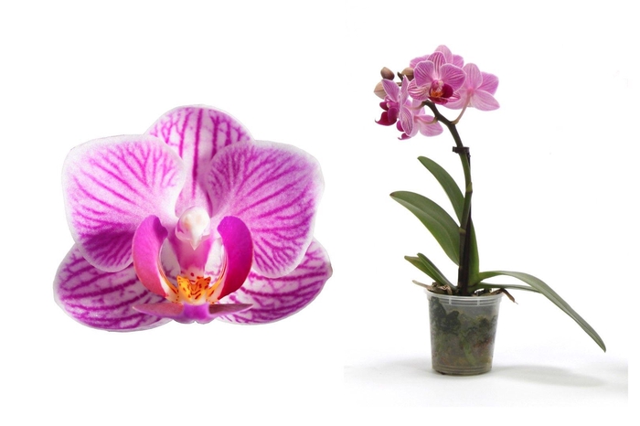 <h4>Phal Tiny Dolls Roze 1T7+ zonder Aqu@</h4>