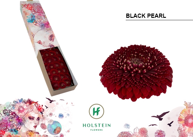 <h4>GE MB POM BLACKPEARL</h4>