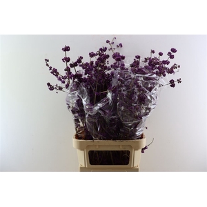 Callicarpa Bod Profusion