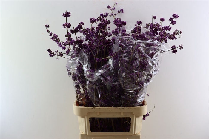 <h4>Callicarpa Bod Profusion</h4>