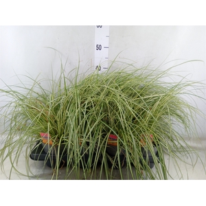 Carex hachijoensis 'Evergold'