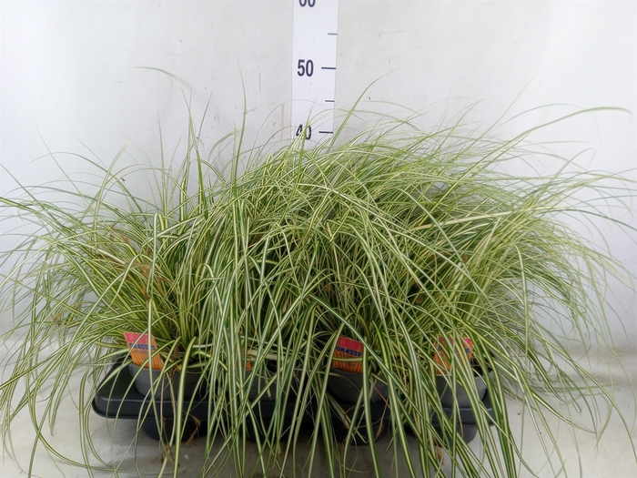 <h4>Carex hachijoensis 'Evergold'</h4>